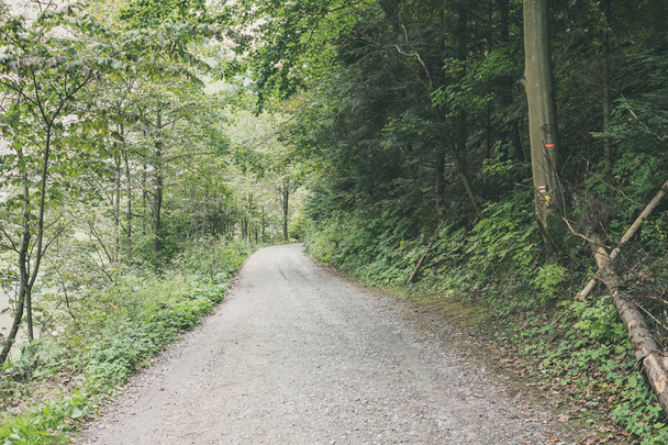prosté venkovské štěrková cesta v létě v lesní krajině se stromy  - Fotografie, Obrázek