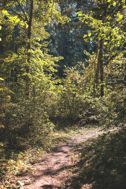 wandelpad in hout op groene zomer bos met zonlicht - Foto, afbeelding