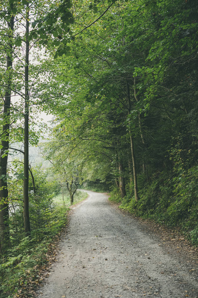 yksinkertainen maa sora tie kesällä maaseudulla metsän puita
  - Valokuva, kuva