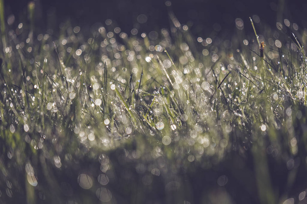mattina gocce di rugiada a prato erba verde durante la stagione autunnale
  - Foto, immagini