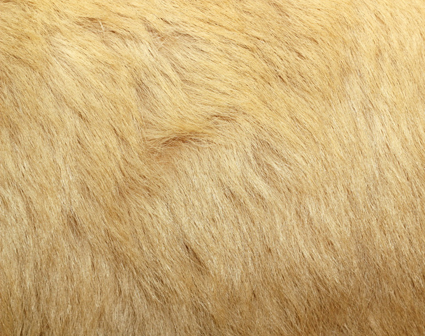 jegesmedve szőr részlete - Fotó, kép