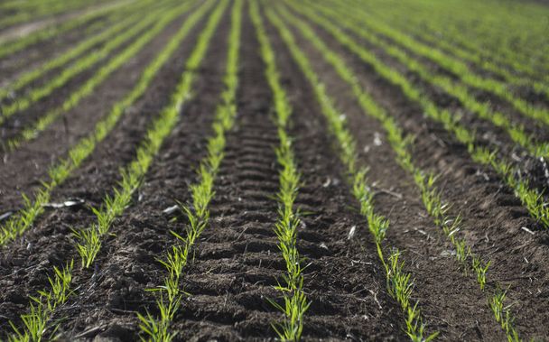 Посев зерновых в пампасах, Аргентина
 - Фото, изображение