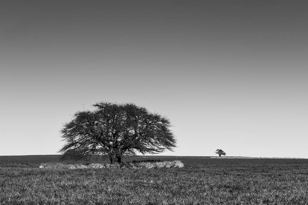 Calden Trees landscape, La Pampa, Argentina - Photo, Image