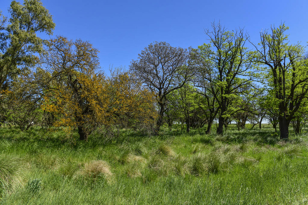 Calden stromy krajiny, La Pampa, Argentina - Fotografie, Obrázek