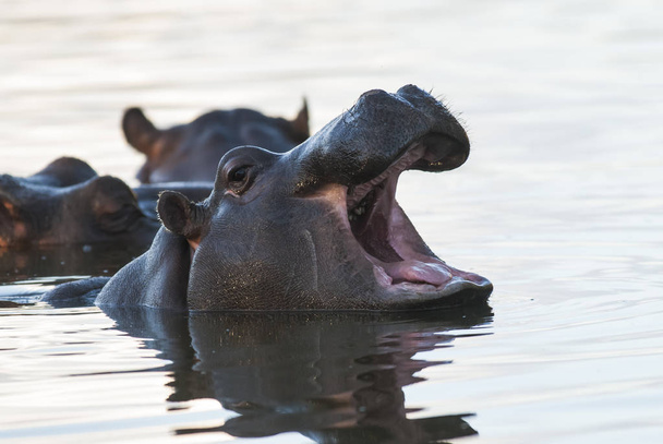 Hipopótamo, Parque Nacional Kruger, África - Foto, imagen