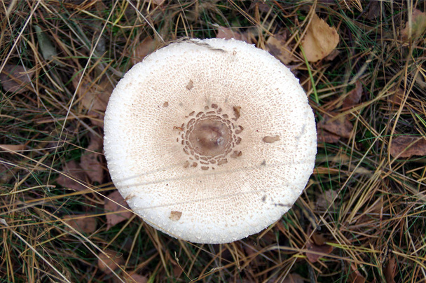 Wild mushroom in forest. Macrolepiota procera (parasol mushroom) from top. - Photo, Image