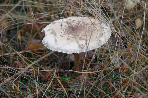 Wild mushroom with big cap in forest. Macrolepiota procera (parasol mushroom) in grass. - Photo, Image