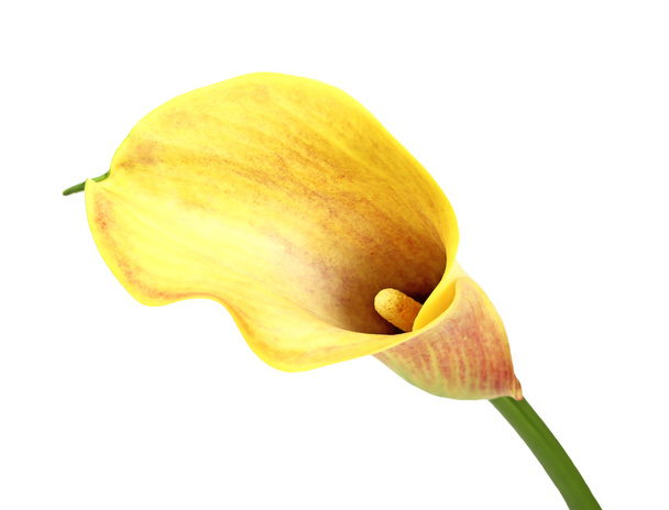 lírio amarelo calla
 - Foto, Imagem