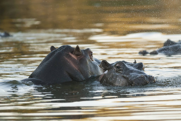 Hippopotamus, Kruger National Park, Africa - Фото, изображение