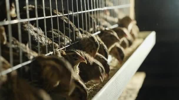 viiriäiset häkeissä siipikarjatilalla ruokinnan aikana
 - Materiaali, video
