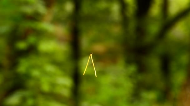 Σκωτσέζοι pine βελόνα που φέρουν στον αέρα - Πλάνα, βίντεο