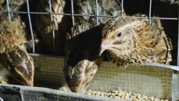 給餌中の家禽農場でケージの中でウズラ - 映像、動画