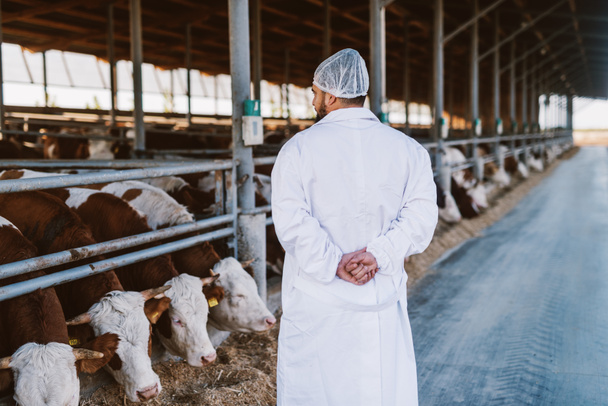 Tierarzt kontrolliert Kühe auf Kuhfarm. - Foto, Bild