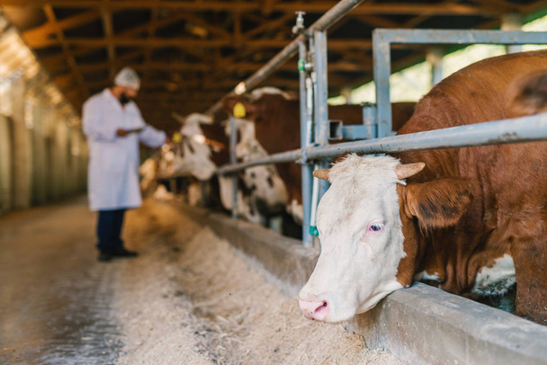 Veterinario de control de vacas en granja de vacas
. - Foto, imagen