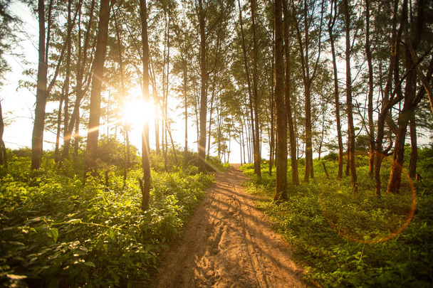 Прекрасное утро в летнем лиственном лесу
 - Фото, изображение