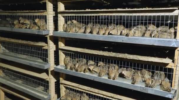 codornices en jaulas en granja avícola durante la alimentación
 - Metraje, vídeo