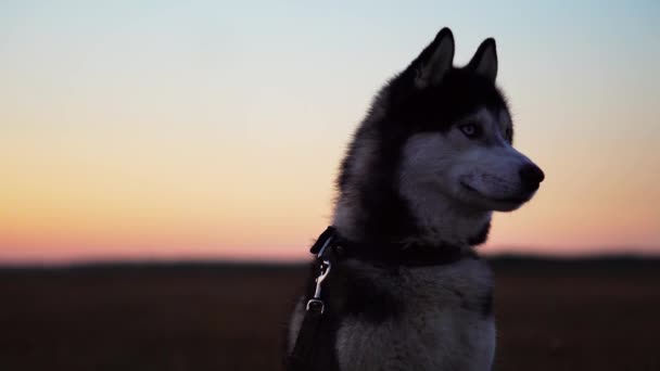 Siberische husky met blauwe ogen en grijs witte haren zit op het gras en in de verte kijkt bij zonsondergang - Video