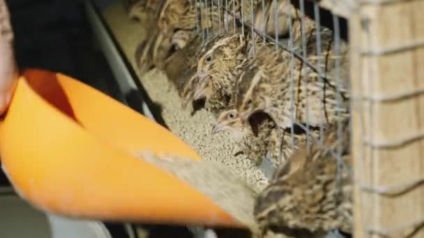 przepiórki w klatkach w gospodarstwie drób podczas karmienia - Materiał filmowy, wideo