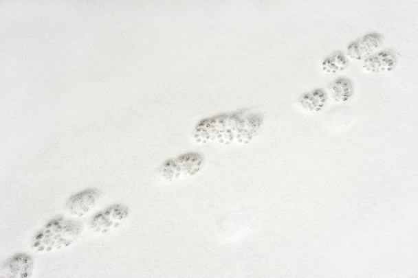 Empreintes animales dans la neige
 - Photo, image