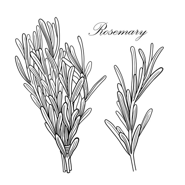 Illustrazione del rosmarino vettoriale in bianco e nero senza sfondo
 - Vettoriali, immagini