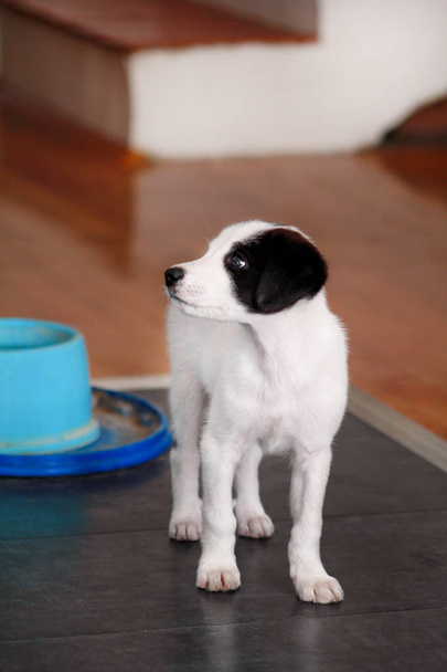 Πορτρέτο του μικρό κουτάβι θηλυκό σκυλί ποζάρουν για φωτογράφηση, εσωτερικη. Μικρή μικτή φυλή, αξιολάτρευτα κουτάβια και half breed σκύλοι. Υπέροχο σκυλί, χαριτωμένο σκυλάκι, όμορφη, κατοικίδιο ζώο, κατοικίδιο ζώο, σπίτι με τα κατοικίδια ζώα. - Φωτογραφία, εικόνα