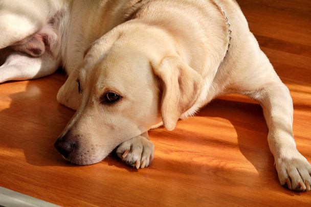Portret yellow labrador pies układania, odpoczynku i pozowanie do sesji zdjęciowej na drewnianej podłodze cieszy się na ciepłych promieni słonecznych. Labrador retriever jest słodkie zwierzę dla rodziny z dzieckiem. Piękny pies, Ładna, pet. - Zdjęcie, obraz