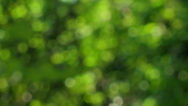 太陽風ツリー グリーンに吹いて透けて熱帯雨林の葉します。自然背景ぼやけて抽象. - 映像、動画