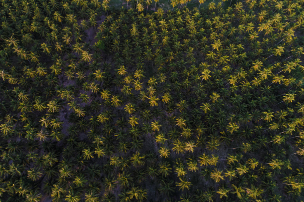 Coconut plantation field aerial view, Nature landscape - 写真・画像