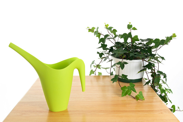Green watering can and ivy in pot - Photo, Image