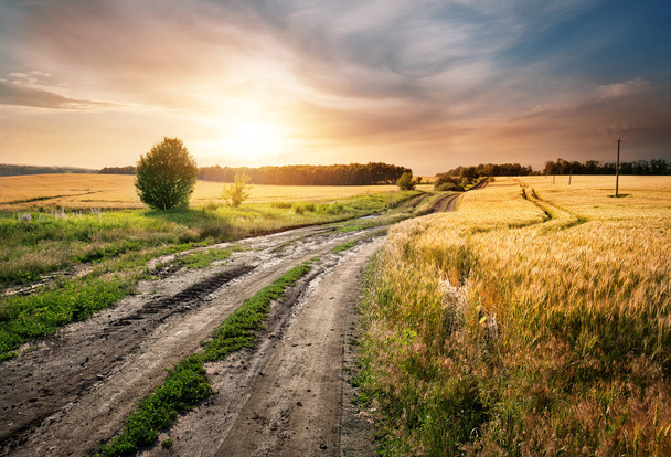 Camino de campo en un campo con espigas de trigo
 - Foto, imagen