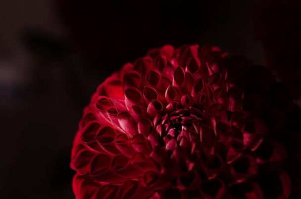 Ντάλιες μοβ λουλούδια σε μαύρο φόντο. Βαθύ κόκκινο λουλούδι του φθινοπώρου. - Φωτογραφία, εικόνα