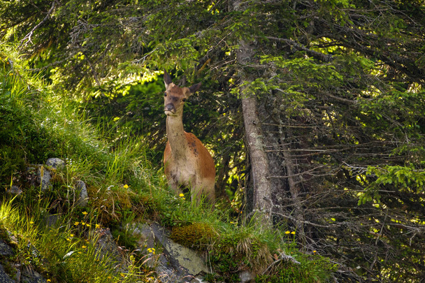 Ciervos en la ladera de las montañas de Suiza
 - Foto, imagen