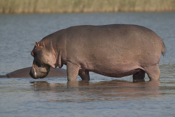 Jogando Hippopotamus, Parque Nacional Kruger, África
 - Foto, Imagem