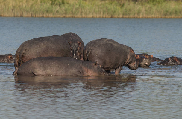 Spelen nijlpaard, Kruger National Park, Afrika - Foto, afbeelding