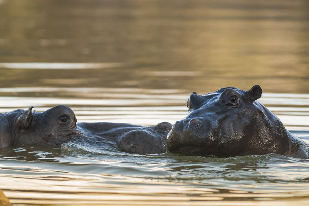 Playing Hippopotamus, Kruger National Park, Africa
 - Фото, изображение