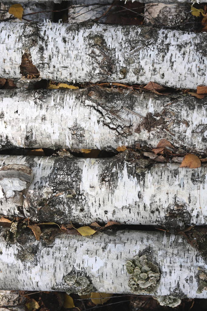 Az őszi erdő nyír-naplók - Fotó, kép