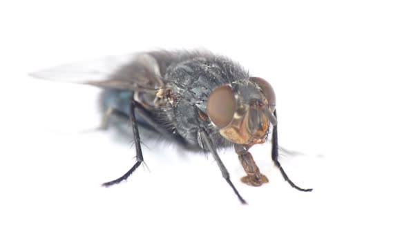 Ev sineği - Video, Çekim