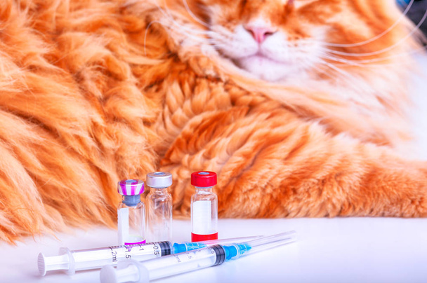 Cat Vaccination. Syringes and vials with vaccine for pets and ginger maine coon cat on white table. Close-up. - Fotó, kép