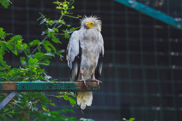 Bird White Eagle at the Zoo - Foto, Bild