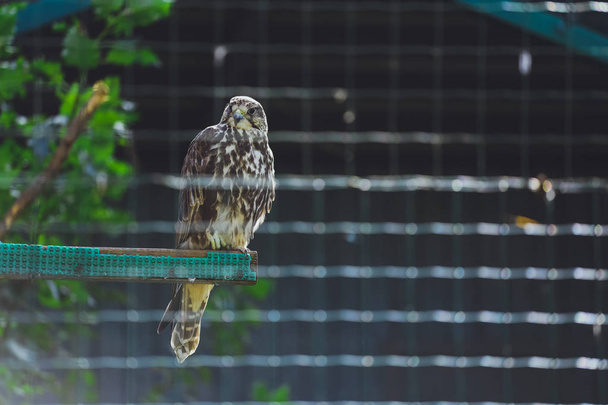 Bird Saker Falcon in zoo - Fotoğraf, Görsel