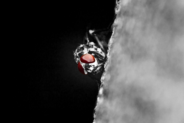 fliegen rote Augen - Foto, Bild