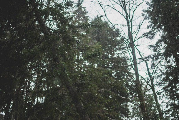 Мечтательные снежинки летают среди зеленых ветвей ели в облачный зимний день. Темно-Карпатский лес на Украине
 - Фото, изображение