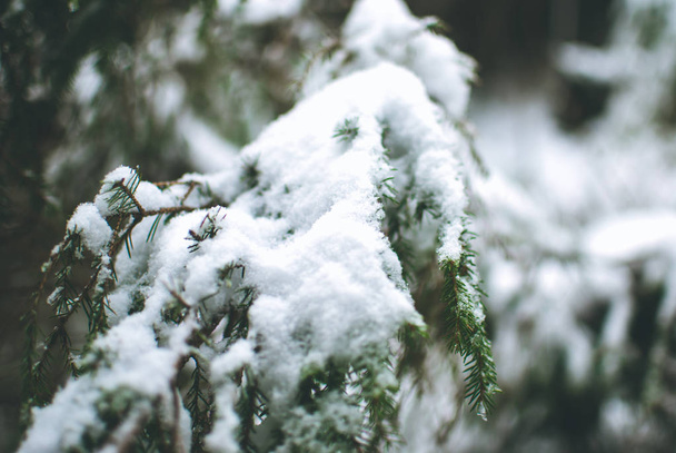 Forêt hivernale enneigée dans les montagnes des Carpates en Ukraine. Sapins verts couverts de neige wirh
. - Photo, image