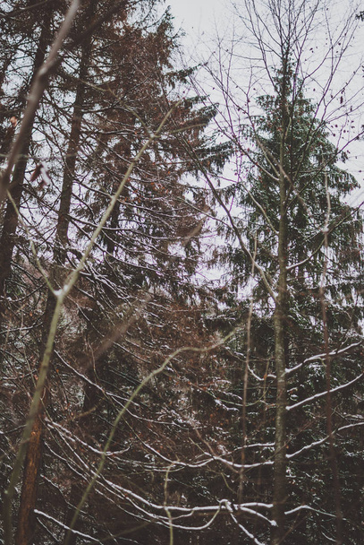 Χειμώνα χιονισμένο δάσος στα Καρπάθια Όρη στην Ουκρανία. Πράσινο έλατα που καλύπτονται με χιόνι. - Φωτογραφία, εικόνα