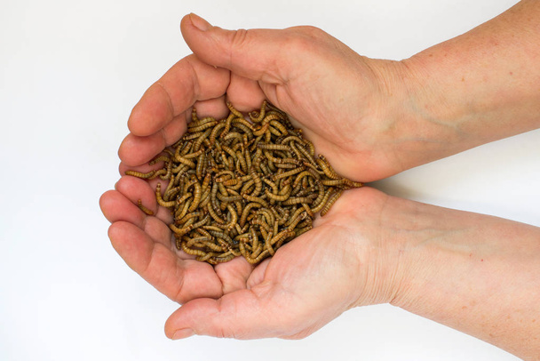 Worms, Meal worms. larvae of the beetle Tenebrio molitor in man's hand. - Photo, Image