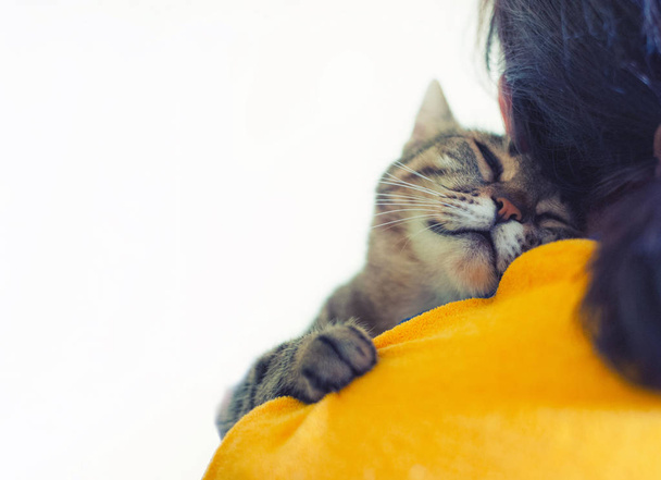 Carino gatto dormire sulla spalla
. - Foto, immagini