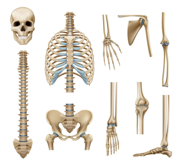 Set di parti di scheletro umano realistico
   - Vettoriali, immagini