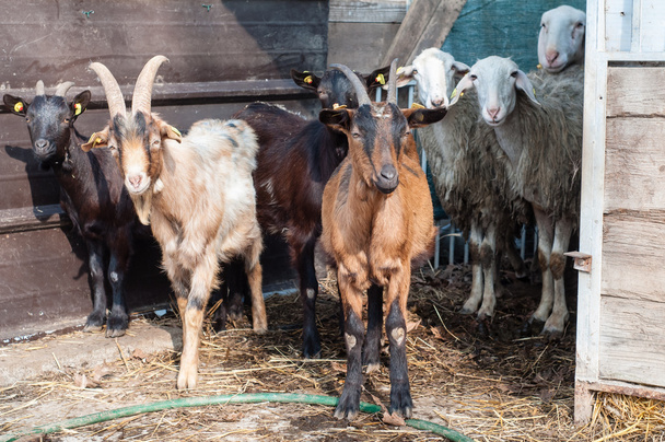 goat on the farm - Photo, Image
