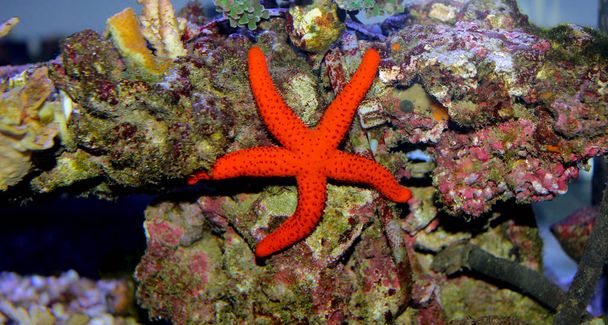 Étoile de mer méditerranéenne dans un aquarium récifal
  - Photo, image
