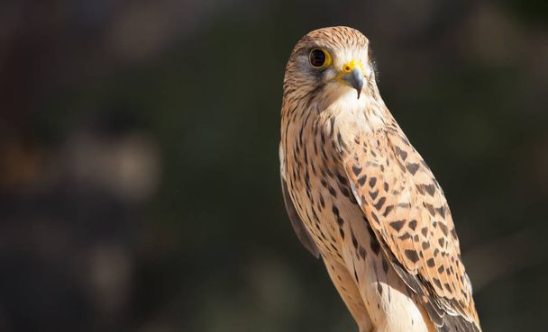 Cernícalo menor hembra posado. Falco naumanni
 - Foto, imagen
